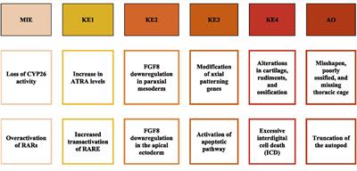 Computational model for fetal skeletal defects potentially linked to disruption of retinoic acid signaling